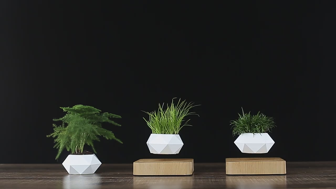 La maceta flotante que transforma cualquier espacio de la casa u oficina